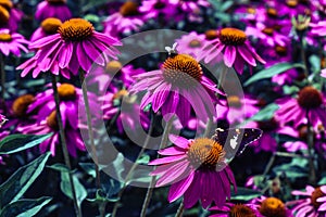 Purple flower with bee and butterfly