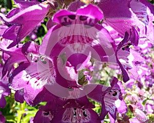 Purple Flower with Bell Shape