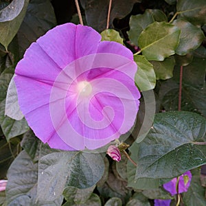 Purple flower bindweed in summer