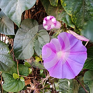 Purple flower bindweed in summer