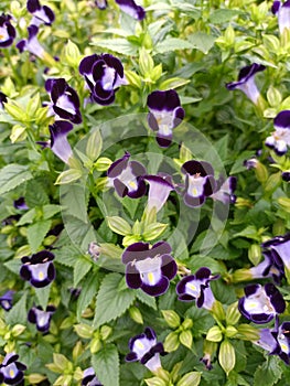 Purple flower in bkk photo