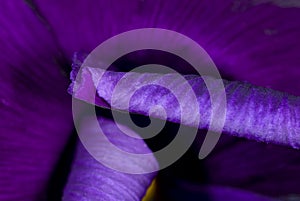 Purple Flower Bloom