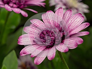 Purple Flower Bloom Macro Photography Shot