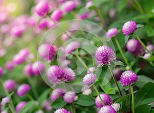 Purple flower blooming, Everlasting, Gomphrena