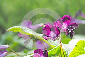 Purple flower blooming with green leaf background