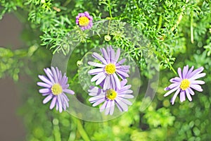 Purple flower blooming with green leaf background