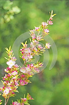 Purple flower blooming with green leaf background