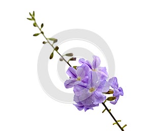 Purple flower blooming, Sky flower, Golden dew drop, Pigeon berry, Duranta erecta fence tree.