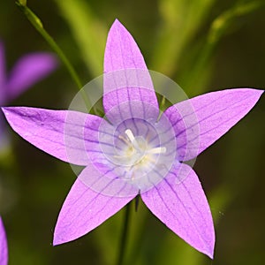 Purple flower blooming in summertime