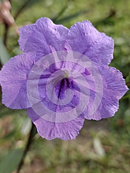 Purple flower bloomings