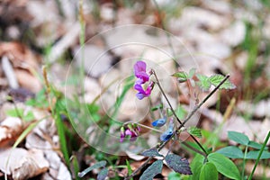 Purple flower blooms in full at the park