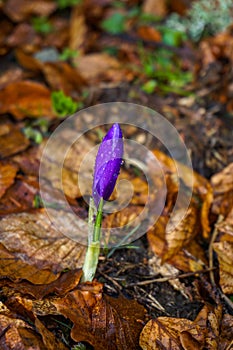 Purple flower