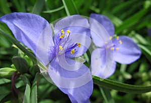 Purple flower with blurred purple flower in the background