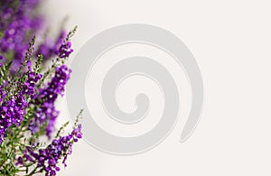 Purple flower border page