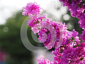 purple flower Bouquet beautiful blooming in garden blurred nature background