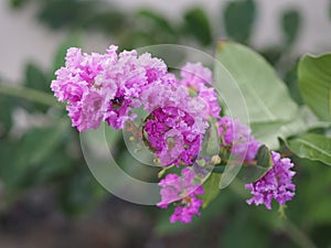 purple flower Bouquet beautiful blooming in garden blurred nature background