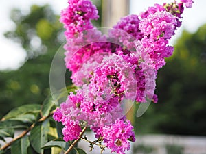 purple flower Bouquet beautiful blooming in garden blurred nature background