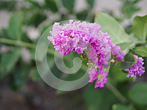 purple flower Bouquet beautiful blooming in garden blurred nature background