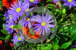 Purple flower Brachyscome iberidifolia in the garden