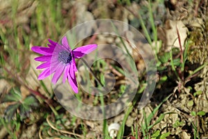 A purple flower of broad-leaved anemone growing in the Apennine mountains