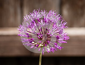 Purple flower on brown wooden background. Beautiful allium cristophii or persian onion closeup