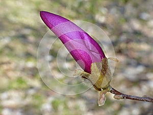 Purple Flower Bud