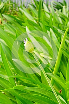 Purple Flower bud