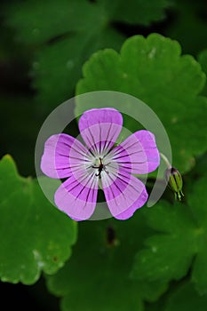 Púrpura flor brote contra hojas verdes 