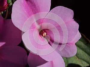 Purple flower buds of the balsam. Floriculture