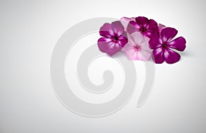 Purple flower buds with petals on a white isolate. Background for a greeting card. A clean place for text. A postcard