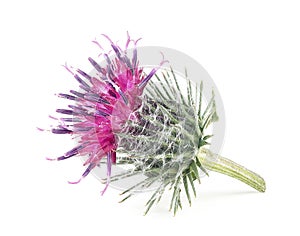 Purple flower of burdock isolated on white background. Macro