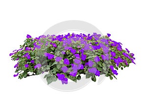 Purple flower bush tree isolated whited background