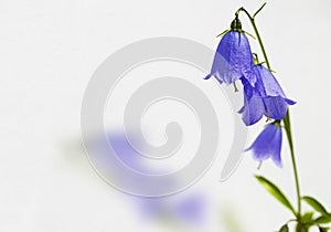 A purple flower with calyxes