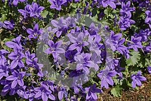 Purple flower of Campanula portenschlagiana