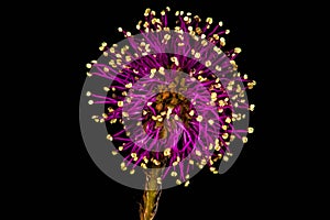 Purple Flower - Cat Claw Sensitive Briar