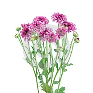 Purple flower (Chrysanthemum purple)