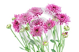 Purple flower (Chrysanthemum purple)