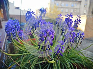 Purple flower in city enviroment