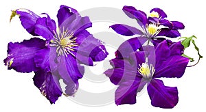 Purple flower of clematis. clematis flower  isolated  on a white background