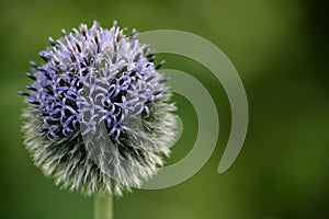 Purple flower close up