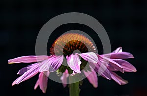 purple flower close-up