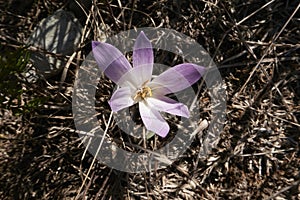 Colchium autunnale in bloom photo