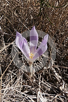 Colchium autunnale in bloom photo