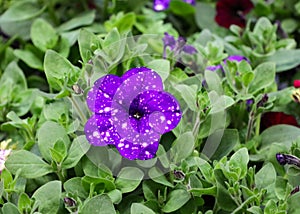 Purple flower close up. Unusual petunia in the flower bed.