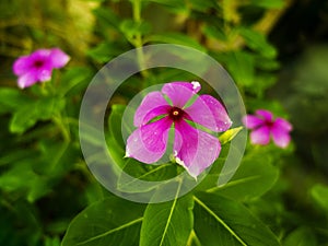 Purple Flower Closeup with a Green Foiliage Background