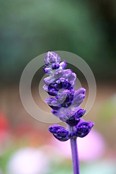 purple flower closeup marco shot