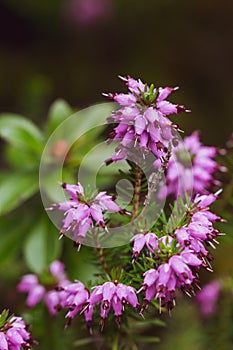 Purple flower closeup with waterdrops