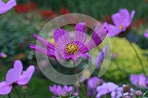 Purple flower in the Cluj Napoca botanical garden