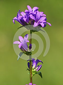 Purple flower of Clustered Bellflower, Campanula glomerata