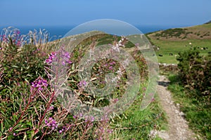 Purple Flower by the Coast Path